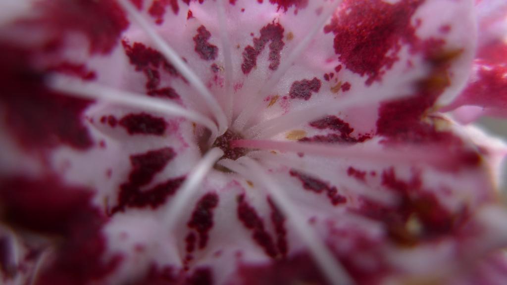 p1070593